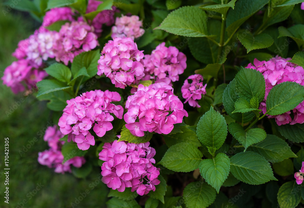 The pink hydrangea blooms in the summer garden. Bright pink flowers close-up.