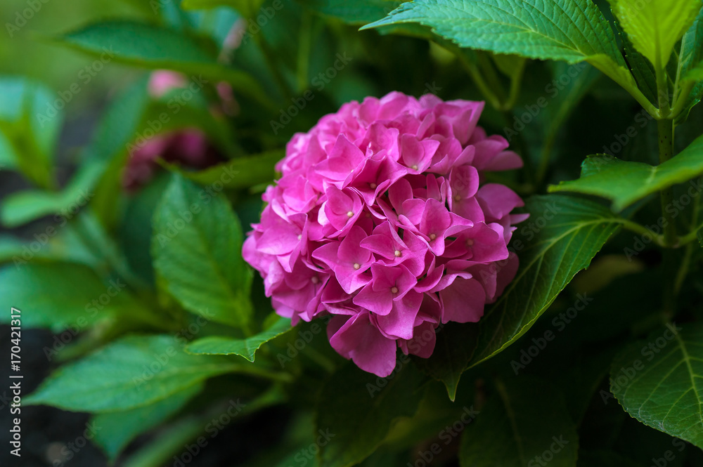 The pink hydrangea blooms in the summer garden. Bright pink flowers close-up. The pink hydrangea blooms in the summer garden. Bright pink flowers close-up.