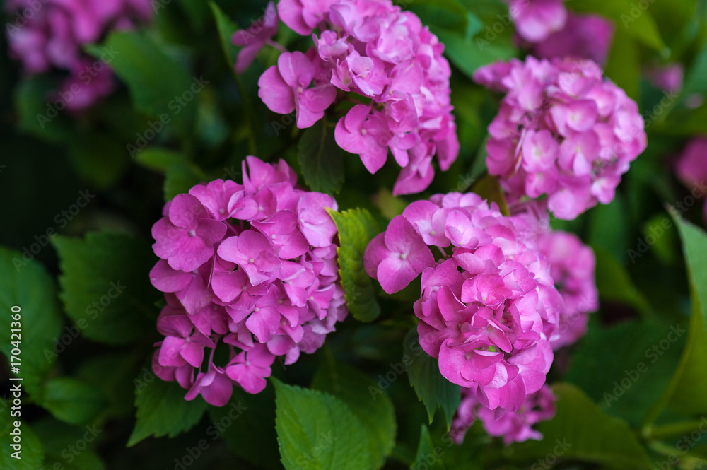 The pink hydrangea blooms in the summer garden. Bright pink flowers close-up. The pink hydrangea blooms in the summer garden. Bright pink flowers close-up.