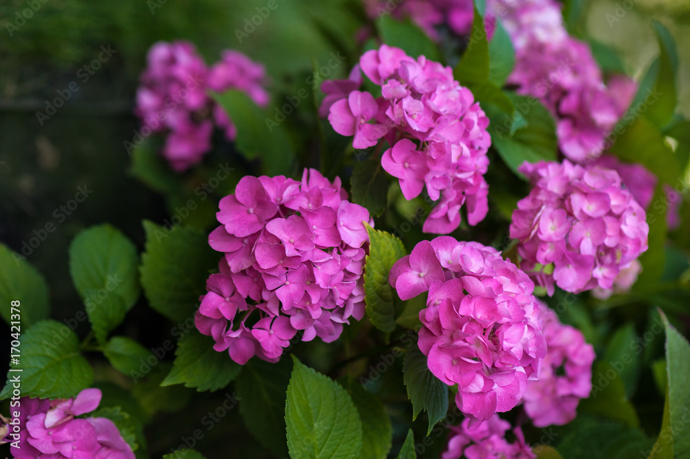 The pink hydrangea blooms in the summer garden. Bright pink flowers close-up. The pink hydrangea blooms in the summer garden. Bright pink flowers close-up.