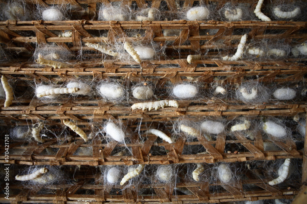 Silkworm farm with cocoons