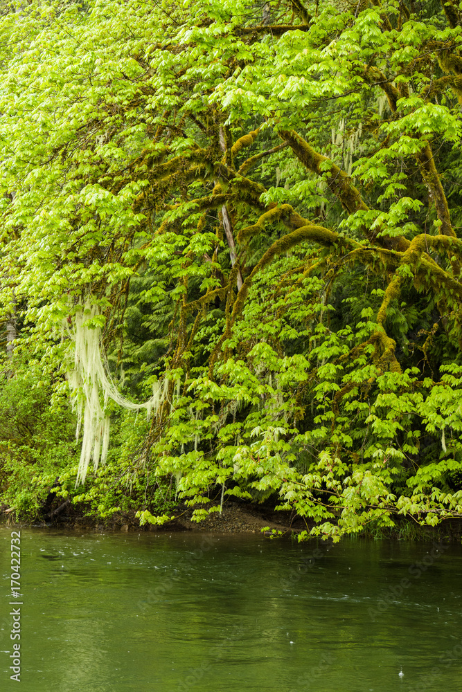 Obraz premium Cowichan River