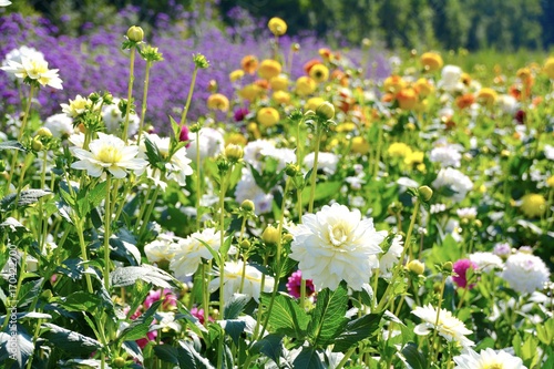 Fototapeta Naklejka Na Ścianę i Meble -  Grußkarte Sommer Blumen  - Dahlien im Garten