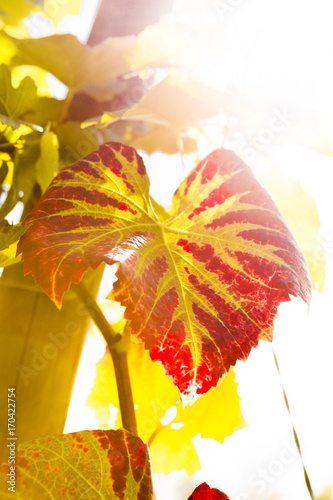 Weinblatt im Sonnenlicht