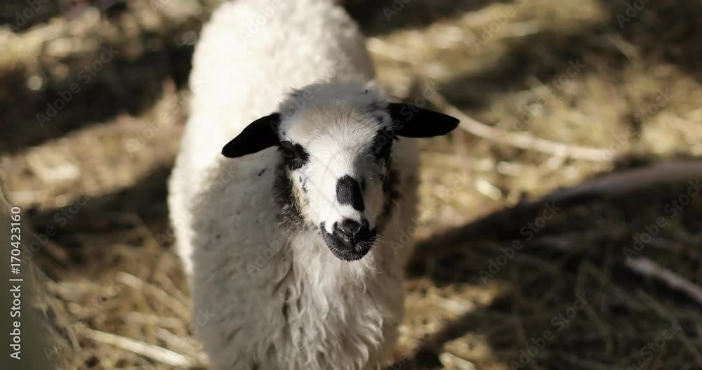 Portrait of a funny sheep standing outdoors on a farm. Portrait of a funny sheep standing outdoors on a farm.