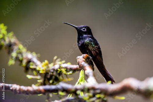 Beija-flor-preto (Florisuga fusca) | Black Jacobin photographed in Santa Teresa, Espírito Santo - Southeast of Brazil. Atlantic Forest Biome.