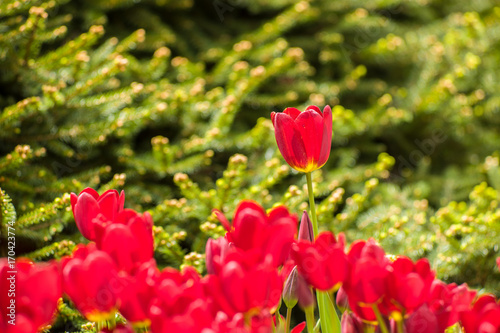 Red spring Tulips