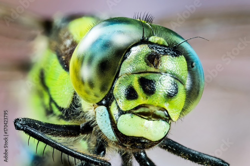 Focus Stacking - Common Hawker, Dragonfly, Hawker Dragonfly, Aeshna juncea