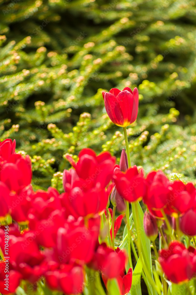 Red spring Tulips Red spring Tulips