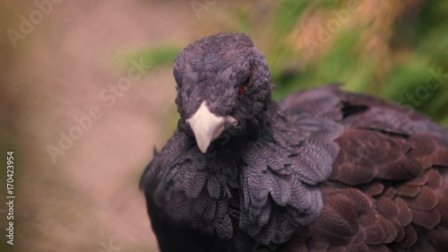 Capercaillie Close-up in the zoo. photo