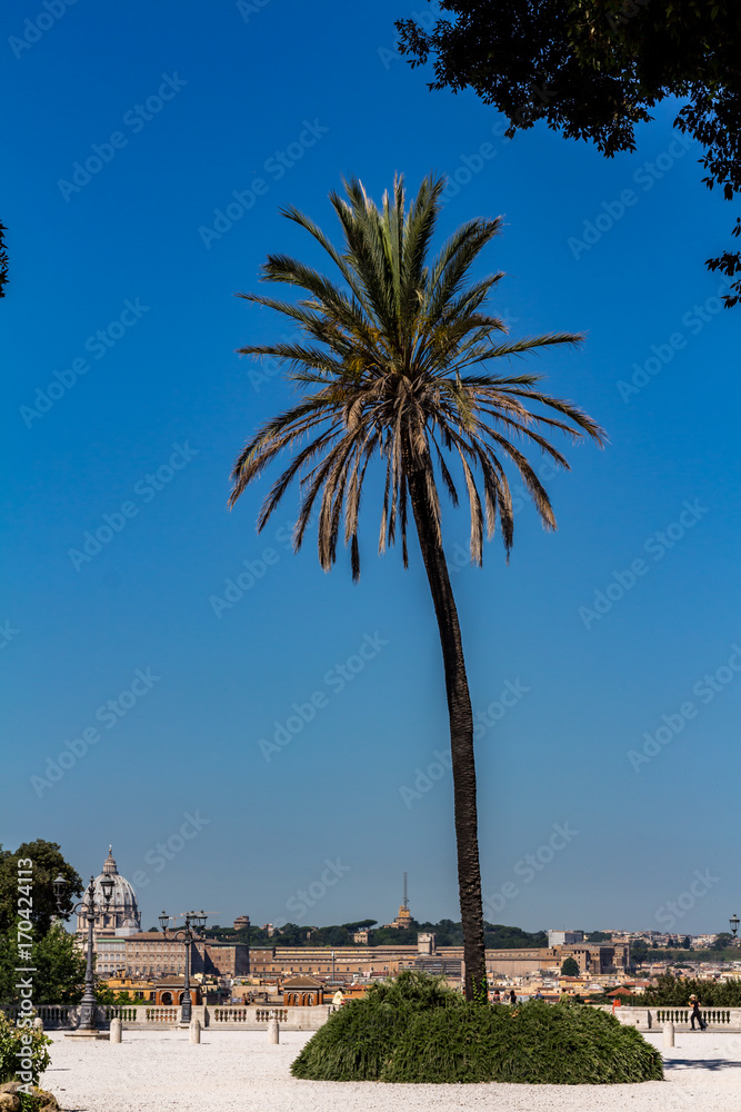 A palm tree with the cityscape of Rome in the background