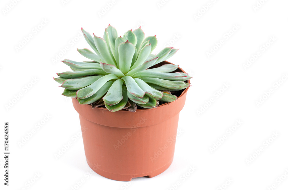 Succulent plants. Succulent plants.