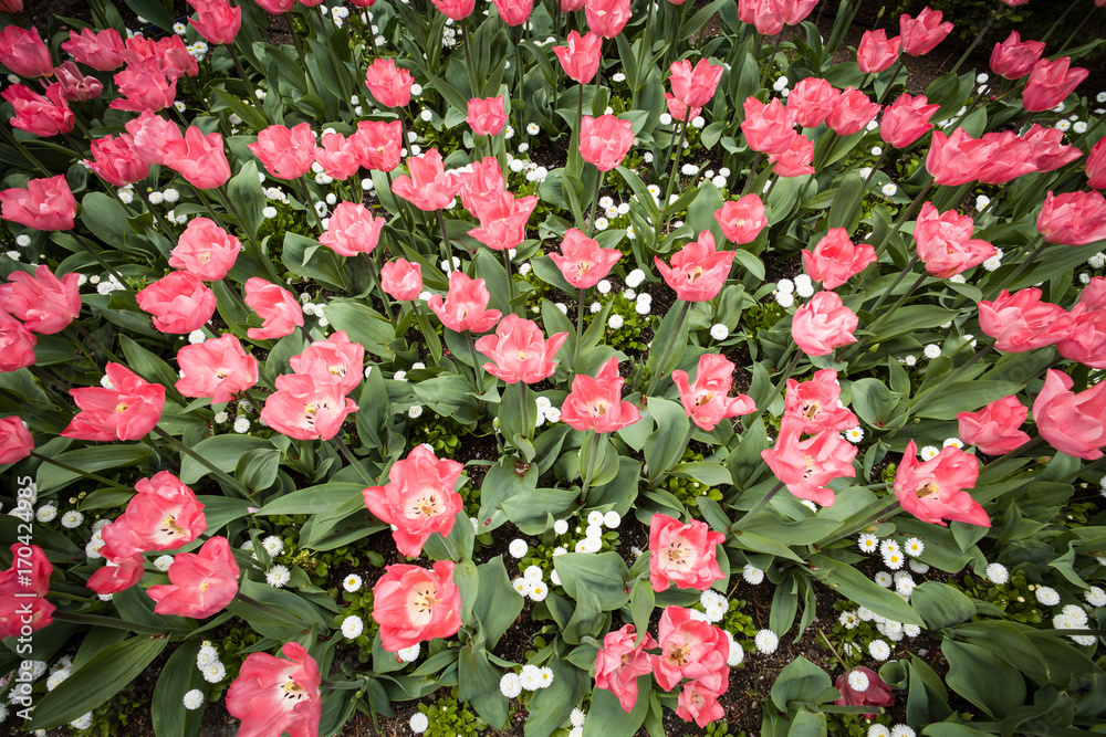 a profusion of spring tulips