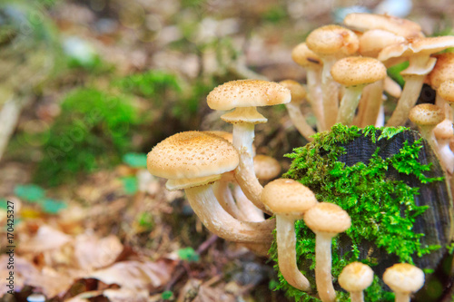 Beautiful mushrooms in the moss.