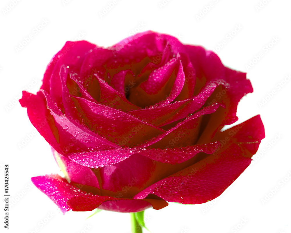 Red rose with water drops Red rose with water drops
