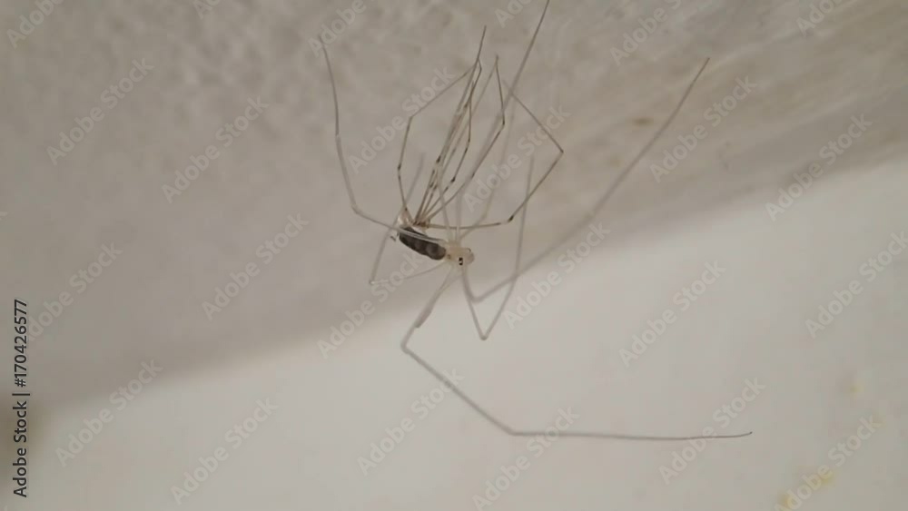 Young long legs spider moulting on ceiling Young long legs spider moulting on ceiling