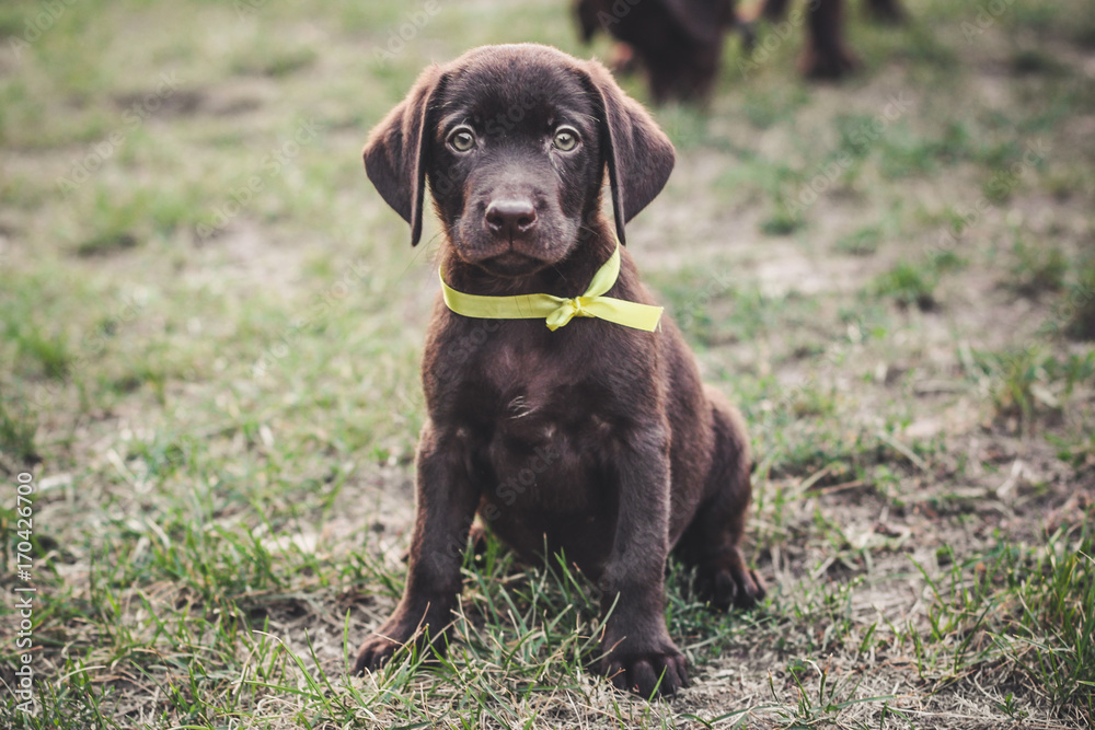 Labrador brown dog breed (chocolate labrador) Labrador brown dog breed (chocolate labrador)