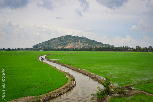 Rice field in Mekong Delta, Southern Vietnam photo