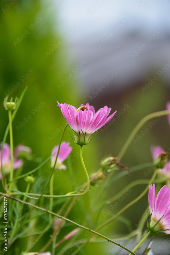  flower garden