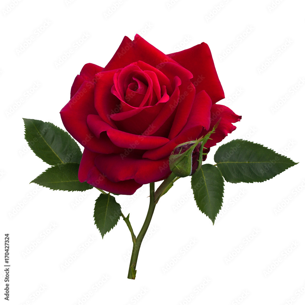 Obraz premium Ciemnoczerwona róża