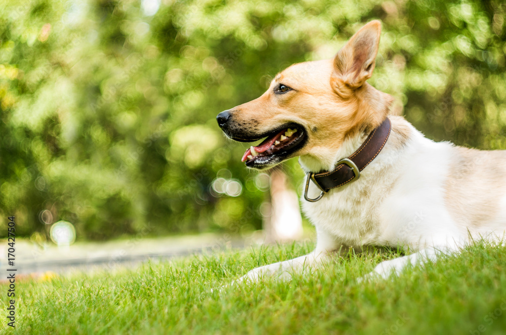 cute dog in the park on green grass