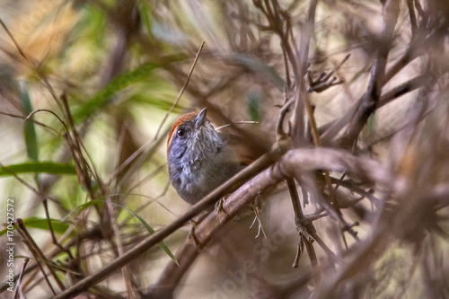 Pichoror    Synallaxis ruficapilla    Rufous-capped Spinetail in Pedra Azul  Esp  rito Santo - Southeast of Brazil.