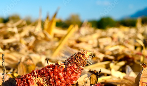 Принти на полотні c'est l'automne, bientôt les moissons !