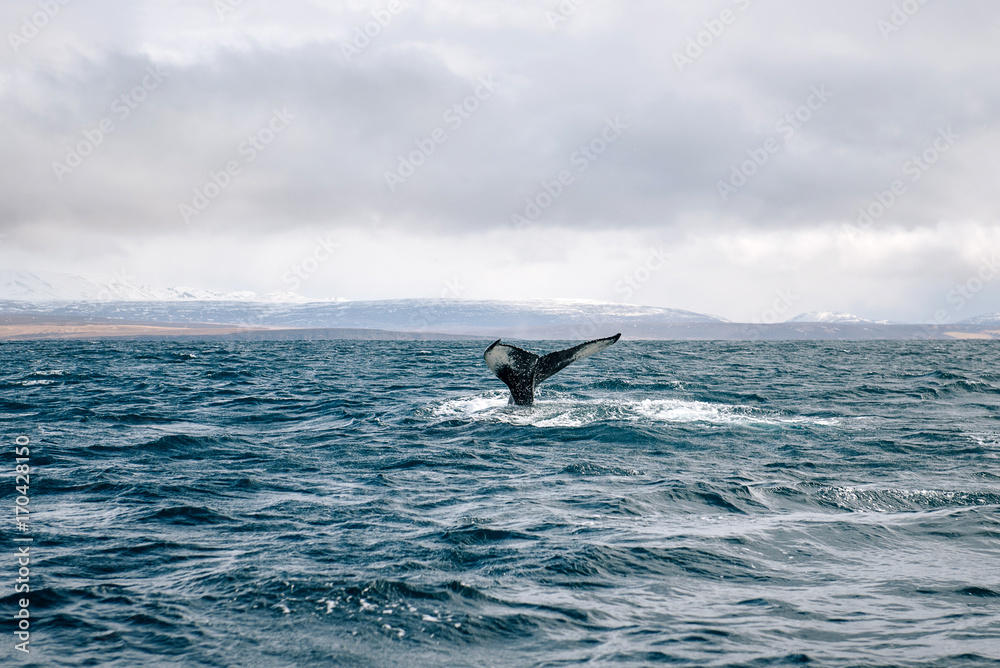 Fototapeta premium humpback whale
