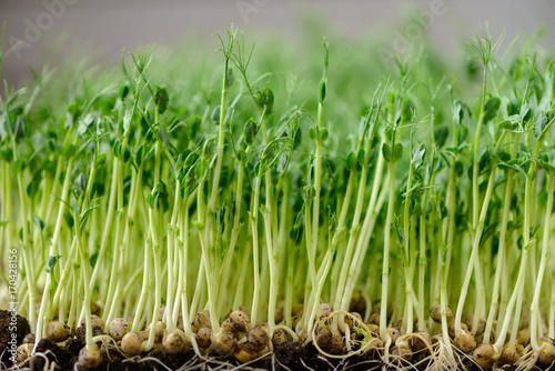 etched roots of green shoots