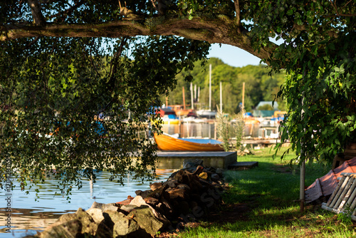 Overhanging tree branch with fine reflections from the water below. Blurred background with visible boats and marina.