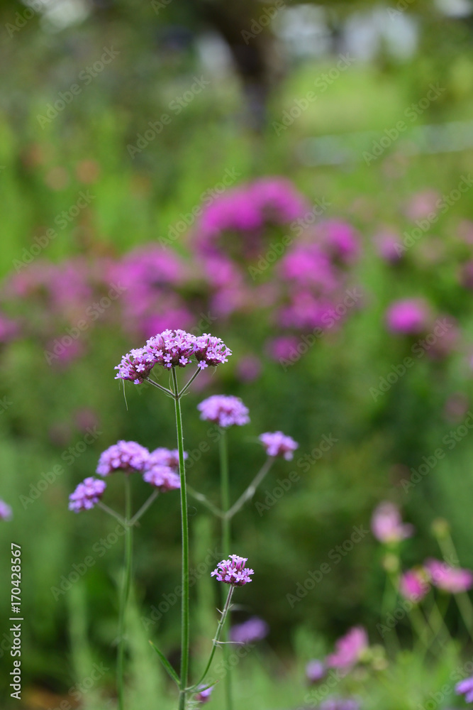 flower garden