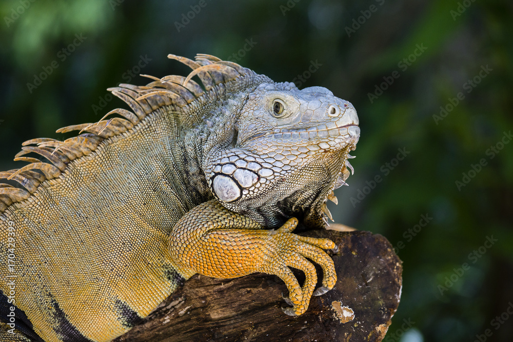 Close up portrait of a resting iguana in Island Mauritius Close up portrait of a resting iguana in Island Mauritius
