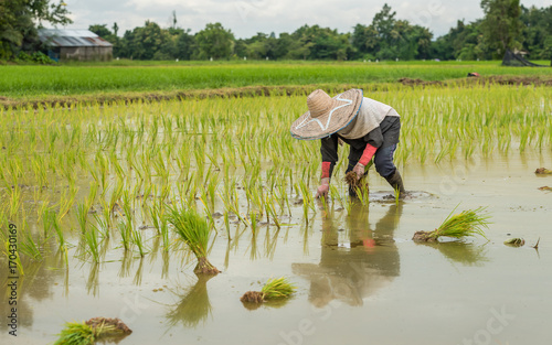 The farmers are transplanting the rice in the field in northern part of Thailand