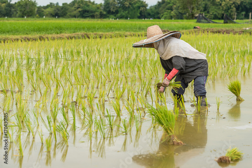 Slika na platnu The farmers are transplanting the rice in the field in northern part of Thailand