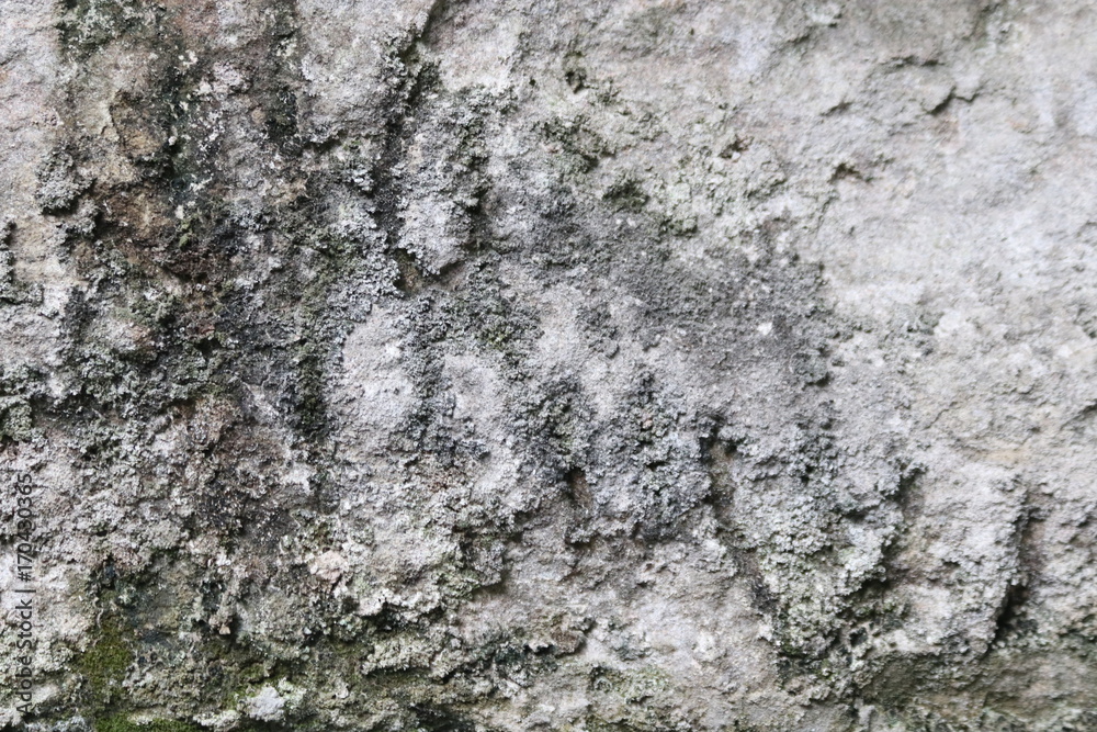 Green Lichen on Concrete Wall Green Lichen on Concrete Wall