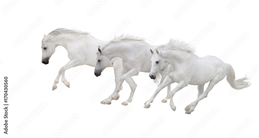 Naklejka trzy białe konie biegną na białym tle