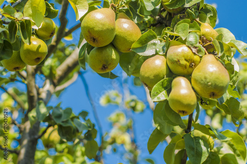 Pear ripe fruits