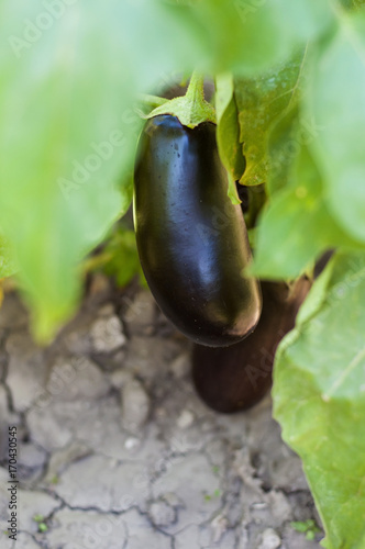 Eggplant in leaves