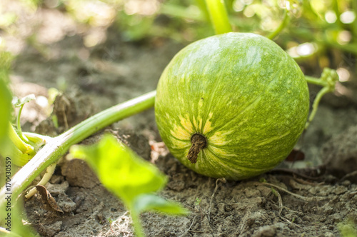 Unripe little pumpkin