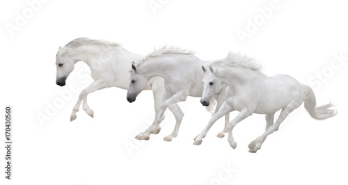 three white horses run on the white background