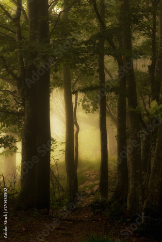 The Path to Light and Freedom - Parco dell Antola  Lago del Brugneto  Liguria  Italy  Europe