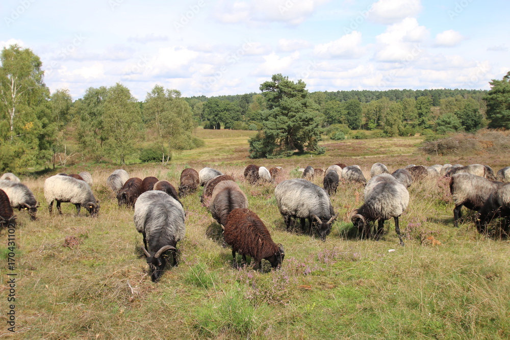 Obraz premium Bunte Heidschnuckenherde