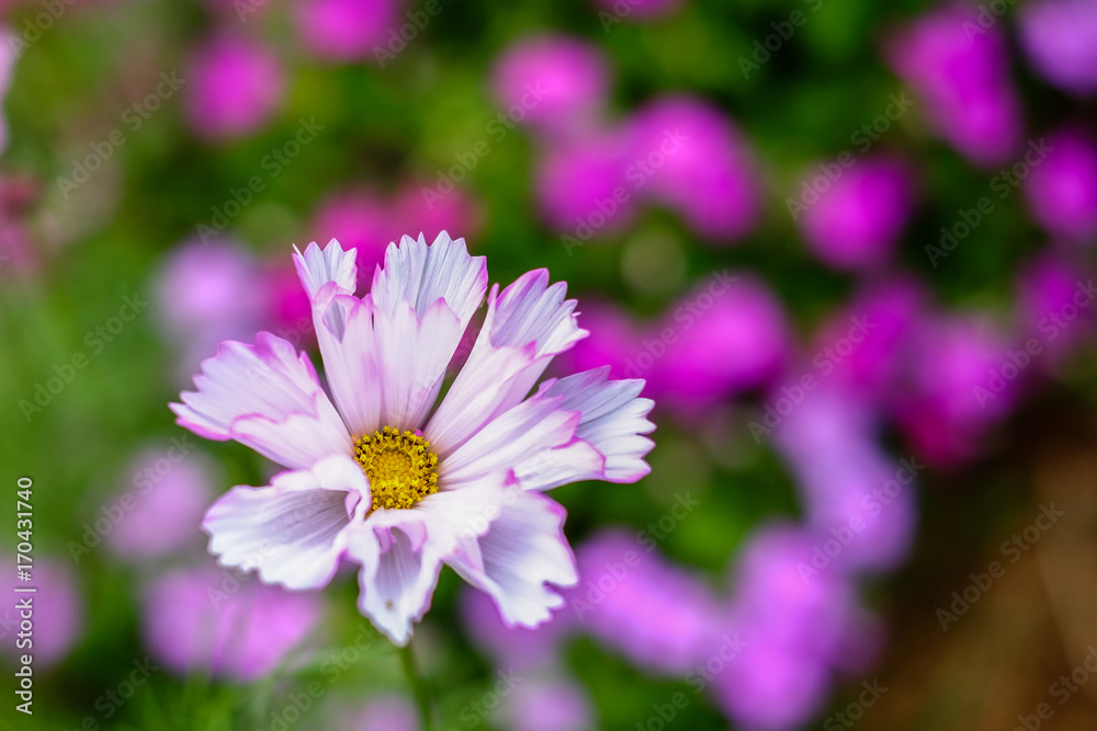Pretty pink and purple edible flowers in Queensland Pretty pink and purple edible flowers in Queensland
