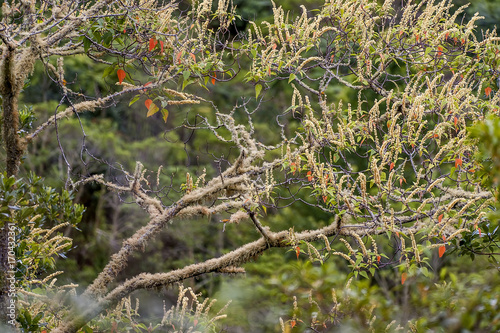 Árvore coberta de musgos (Plantae) | .Tree covered with mosses in Pedra Azul, Espírito Santo - Southeast of Brazil. photo