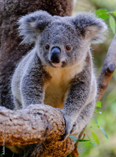 Joey Koala walking along a branch