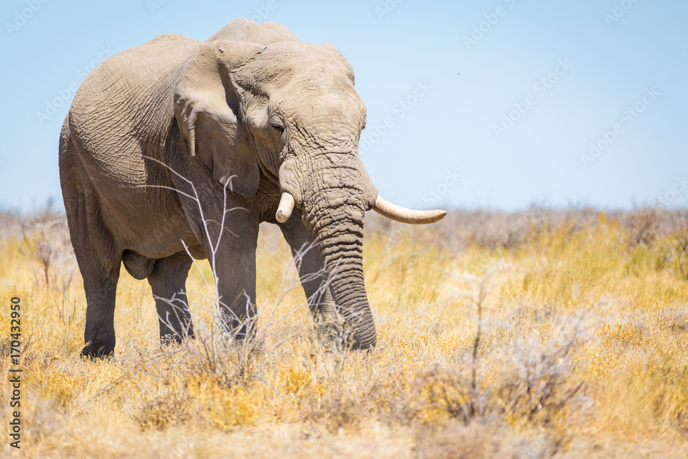 Elephant in Etosha, Namibia, Africa