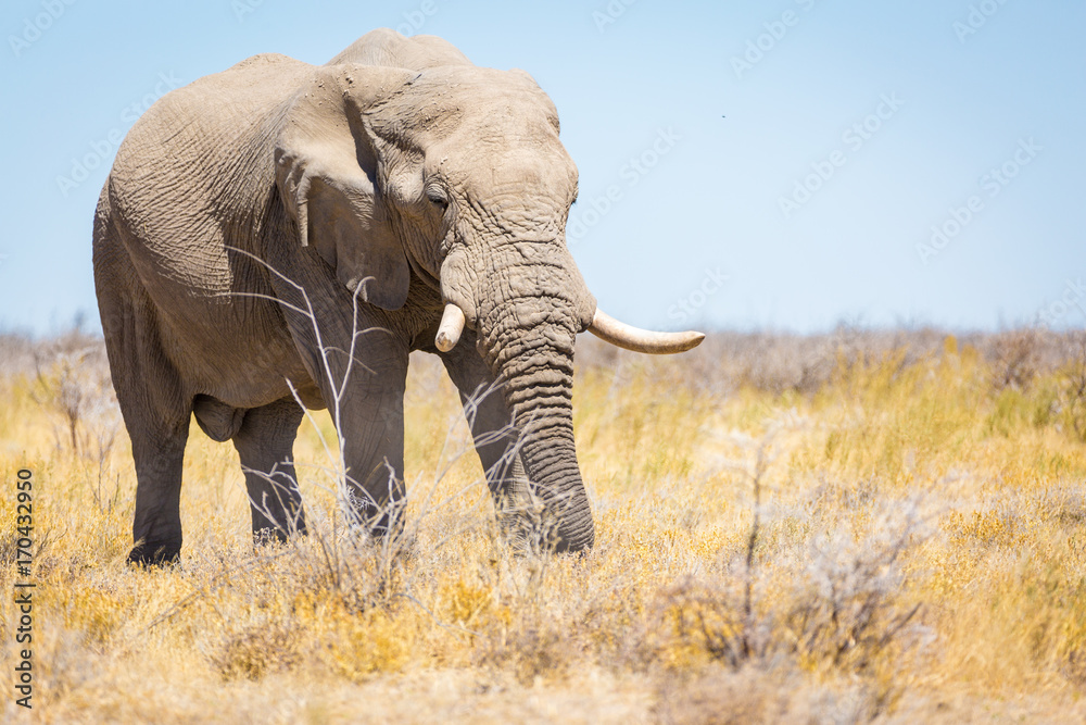 Fototapeta premium Elephant in Etosha, Namibia, Africa