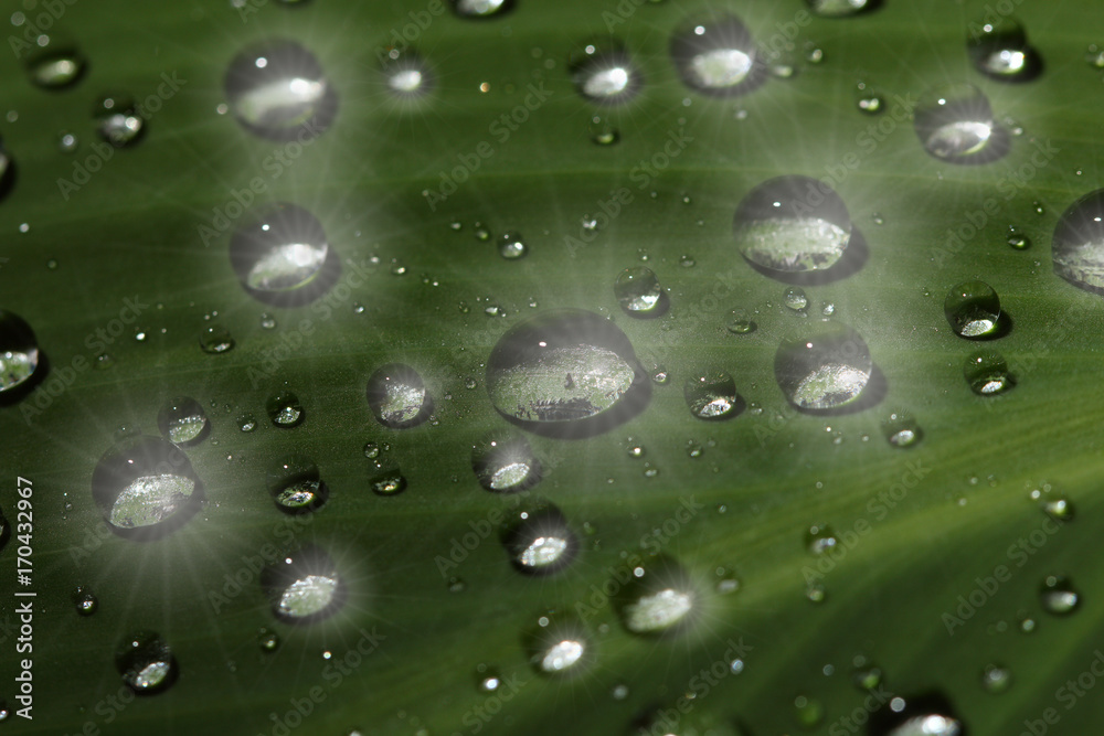 Fototapeta premium tropical area only and dew on leave so beautiful