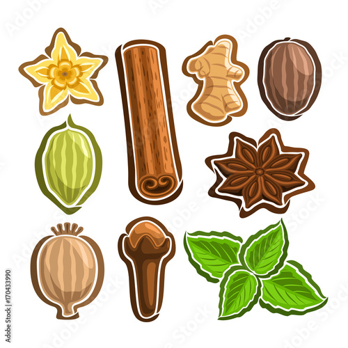 Vector Set icons for culinary Spices: 9 minimal labels of indian condiments isolated on white background, set of cartoon simple stickers for spice packing, tags for aroma seasoning graphic pictograms.