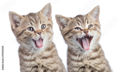 Two funny happy young cats portrait isolated
